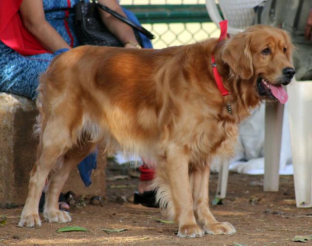 Kaj – Golden Retriever (3)