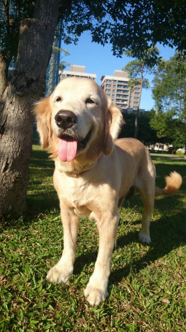 Kaj – Golden Retriever (4)