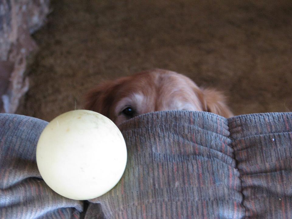 Molly – Golden Retriever