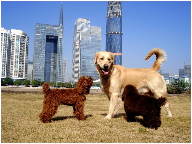 Molly – Golden Retriever (2)