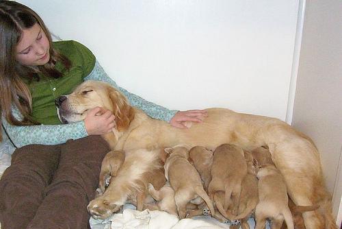 Molly – Golden Retriever (3)