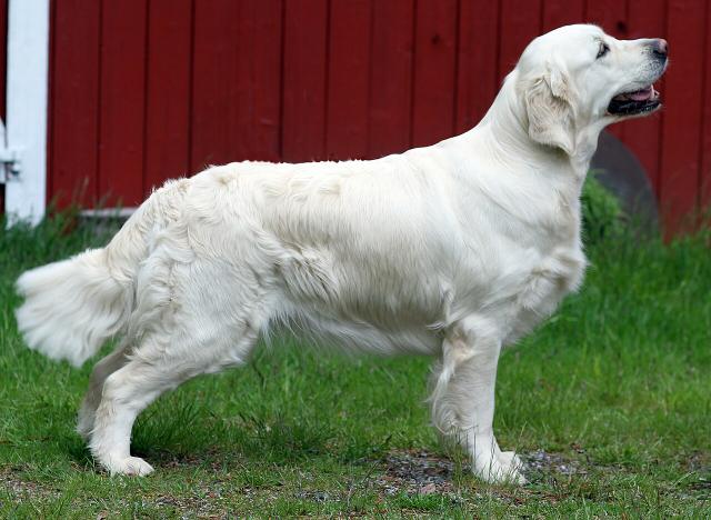 Molly – Golden Retriever (4)