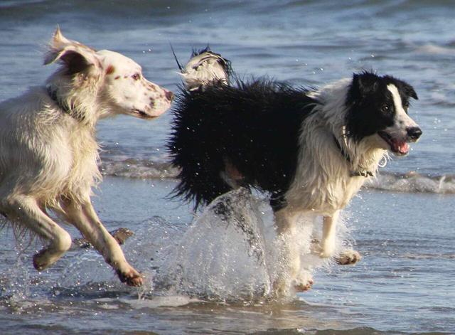 Moss – Border Collie (2)