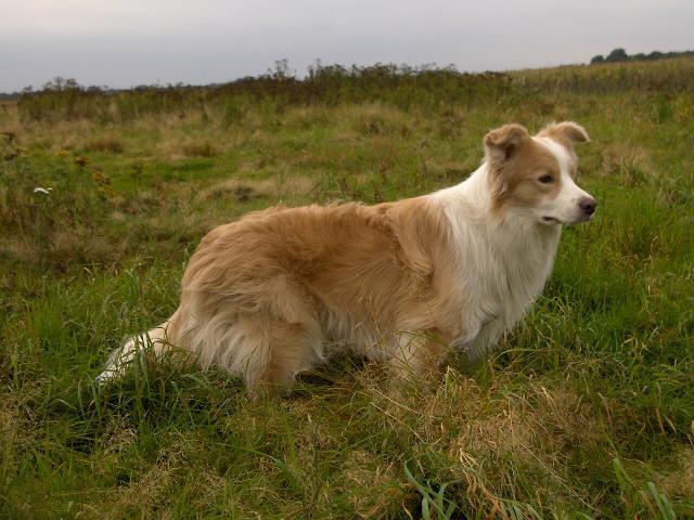 Moss – Border Collie (3)
