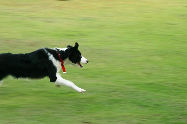 Moss – Border Collie (4)