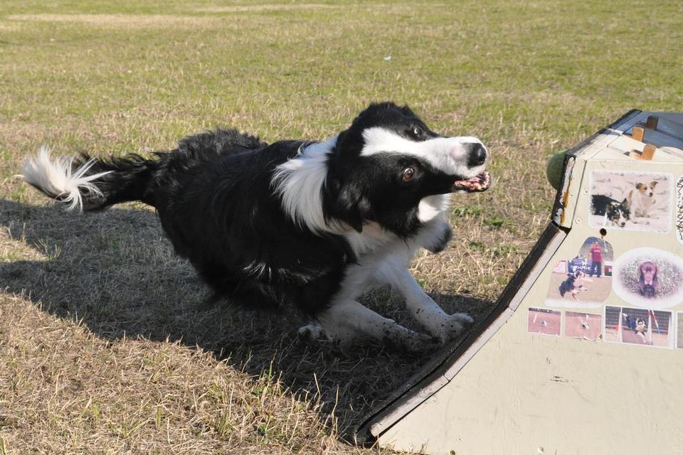 Fly – Border Collie