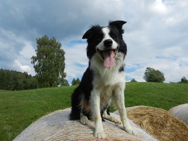 Fly – Border Collie (3)