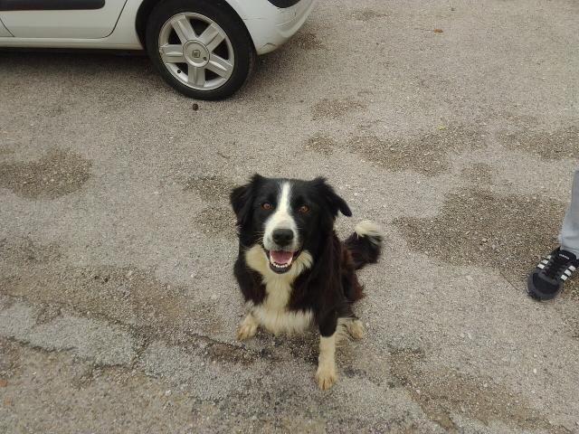 Fly – Border Collie (4)