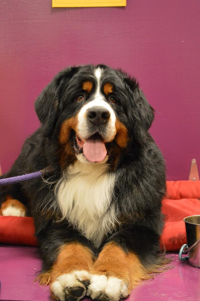 Bruno – Bernese Mountain Dog (2)