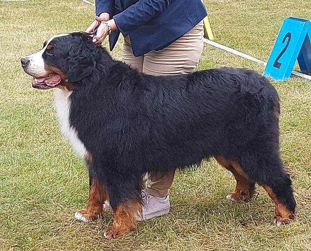 Bruno – Bernese Mountain Dog (3)