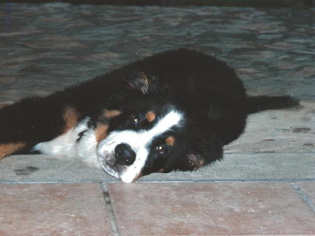 Bruno – Bernese Mountain Dog (4)