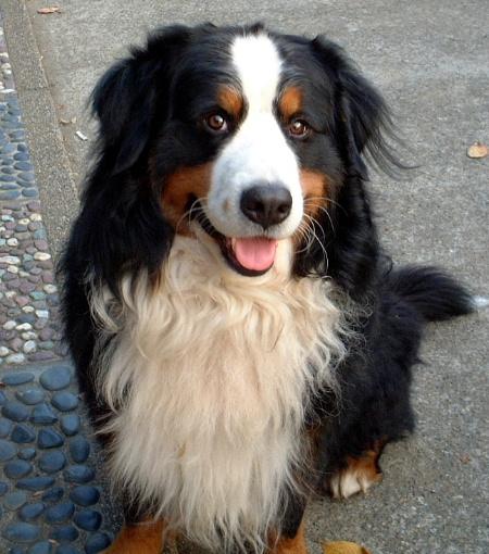 Greta – Bernese Mountain Dog