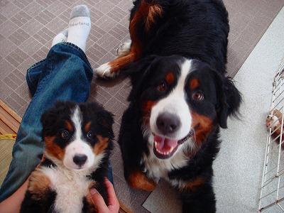 Greta – Bernese Mountain Dog (2)