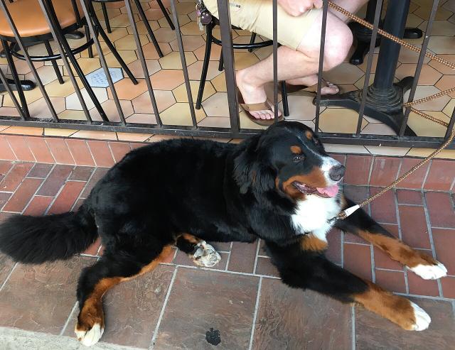 Greta – Bernese Mountain Dog (3)